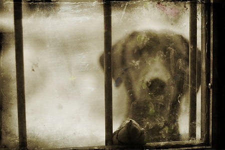 black dog outside glass window thumbnail