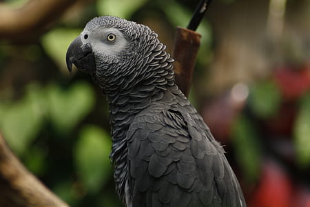 focus photo of African gray parrot thumbnail