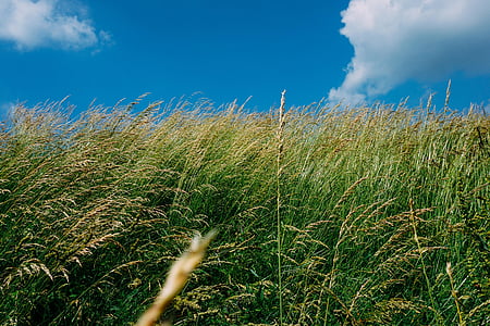 green grass field at daytime thumbnail