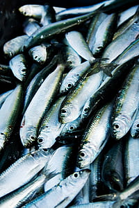 edible fish lot thumbnail