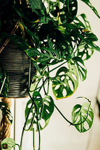 selective focus photography of green plants thumbnail