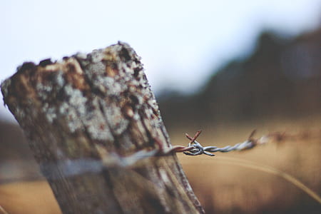 macro photography of barber wire thumbnail