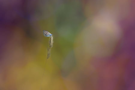 common blue butterfly perched on leaf bokeh photography thumbnail