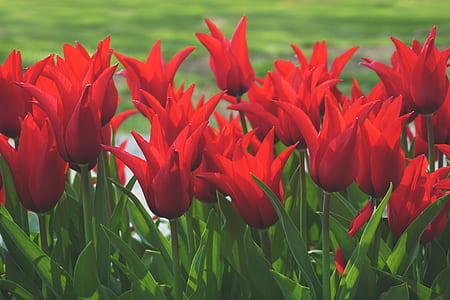 red tulip flower field thumbnail