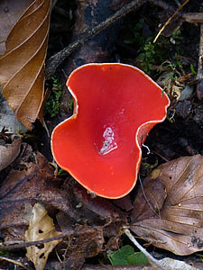 Vermilion Kelchbecherling, Mushroom thumbnail