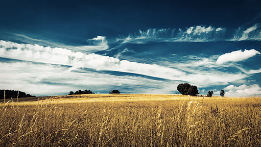 yellow grass field during daytime thumbnail