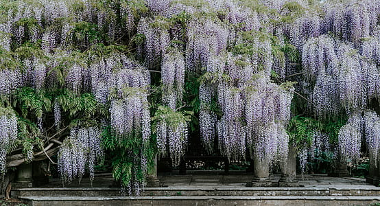 white flowers thumbnail