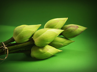 focus photography of flower thumbnail