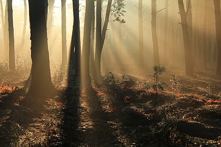 sunlight on forest photo thumbnail