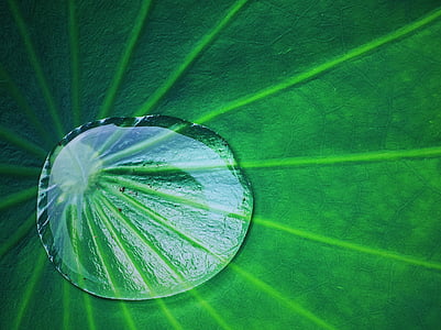 water droplet on green taro plant thumbnail