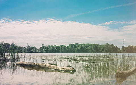 calm body of water surrounded with grass under blue skies and white clouds thumbnail
