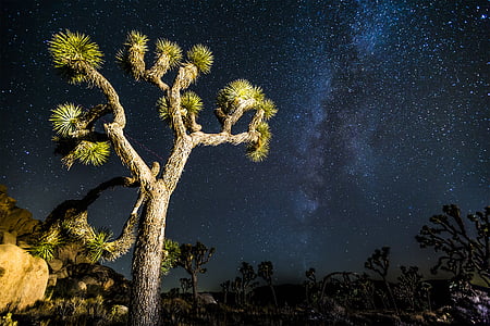 green leafed plant under sky full of stars thumbnail