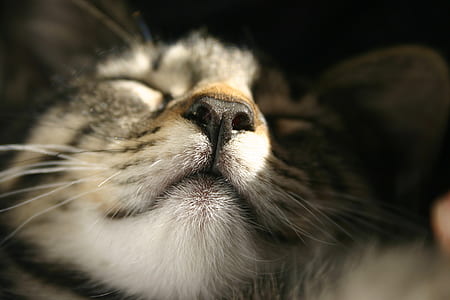 macro photography of silver Tabby cat thumbnail