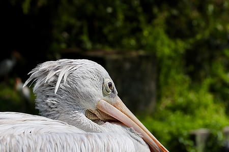 pelican bird thumbnail