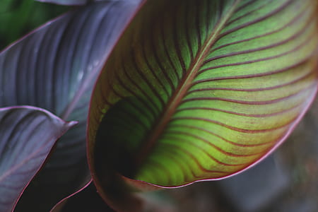 closed-up photography of green leaf thumbnail