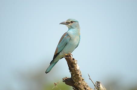 teal and white bird perched on tree branch close-up photography thumbnail