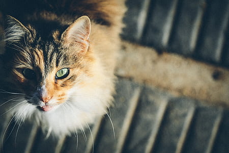 brown tabby cat thumbnail