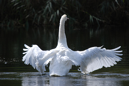 white swan on river at daytime thumbnail