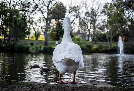 white duck overlooking body of water thumbnail