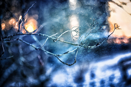 shallow focus photography of tree branches thumbnail