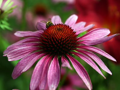 selective focus photography of pink petaled flower thumbnail