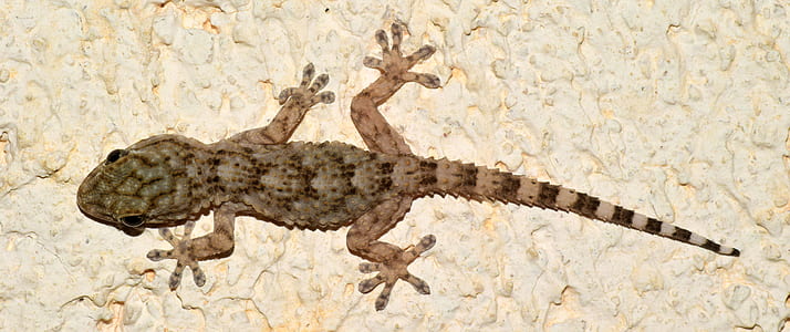 brown gecko thumbnail