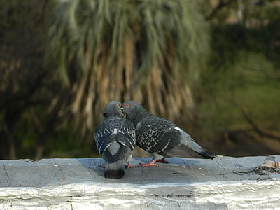 Pigeons, Love thumbnail