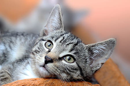 silver tabby cat lying on brown surface thumbnail
