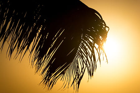 silhouette of coconut leaves at daytime thumbnail
