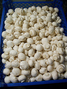 Mushrooms, Masters thumbnail