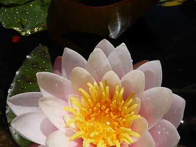 white and yellow waterlily flower thumbnail