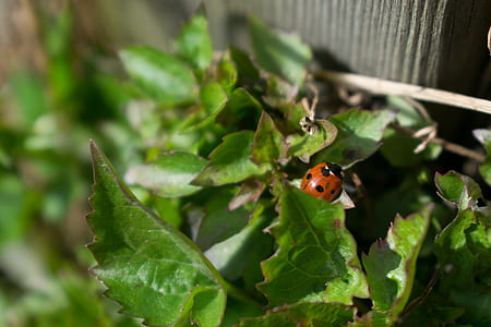 ladybug perched on green leaf selective focus photography thumbnail