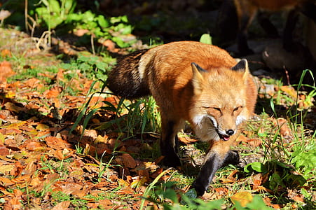 red fox thumbnail