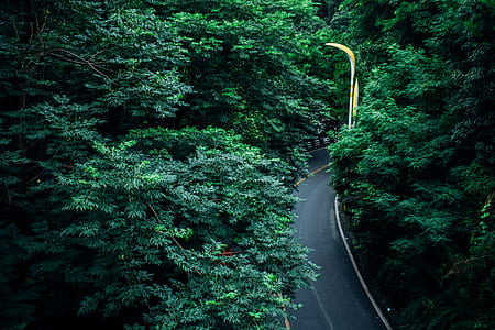 high angle photo of asphalt road between trees thumbnail