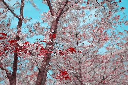 white and red blossom tree thumbnail
