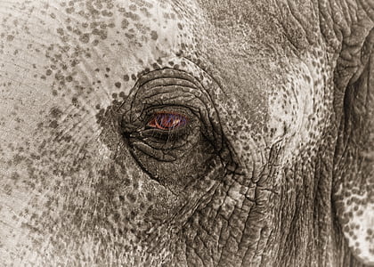 closeup photo of gray elephant thumbnail