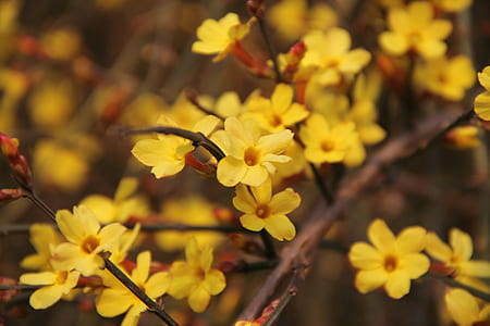 selective focus photography of yellow cluster flower thumbnail