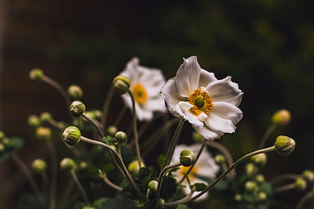 selective focus photo of white anemone flower thumbnail