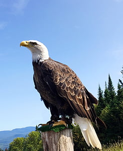 white and brown bald eagle standing on brown wood thumbnail