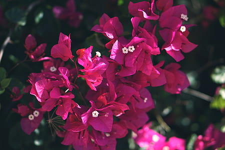 Pink Bougainvillea Flower thumbnail