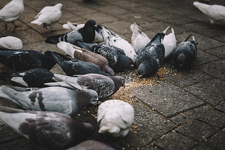 low light photography of pigeons on pavement thumbnail