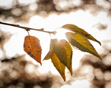 macro photography of green leafed plant thumbnail