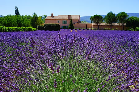 purple lavender flower field at daytime thumbnail
