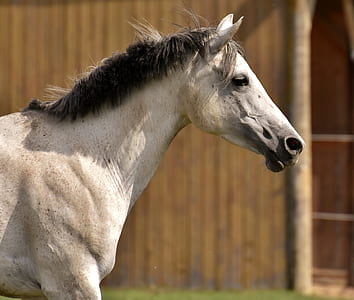 white horse near brown wall thumbnail