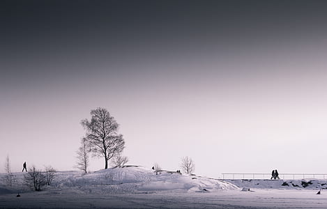 bare tree in the middle of snow field thumbnail