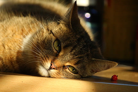 close-up photo of brown cat lying on the floor thumbnail