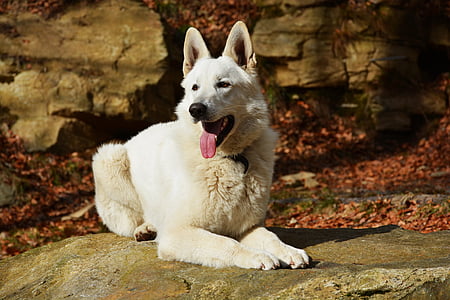 shallow focus photography of white dog thumbnail