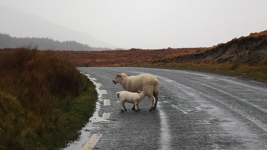 white sheep with lamb on road under cloudy sky thumbnail