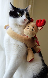 brown moose toy hugging Tuxedo cat thumbnail
