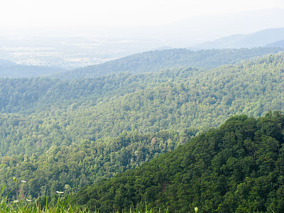 aerial photography of green leafed trees under cloudy sky thumbnail
